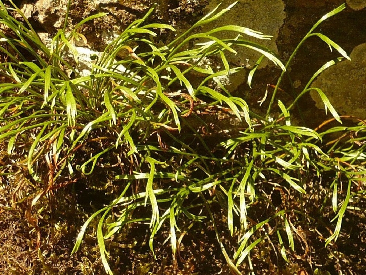Asplenium septentrionale subsp. septentrionale (Aspleniaceae)